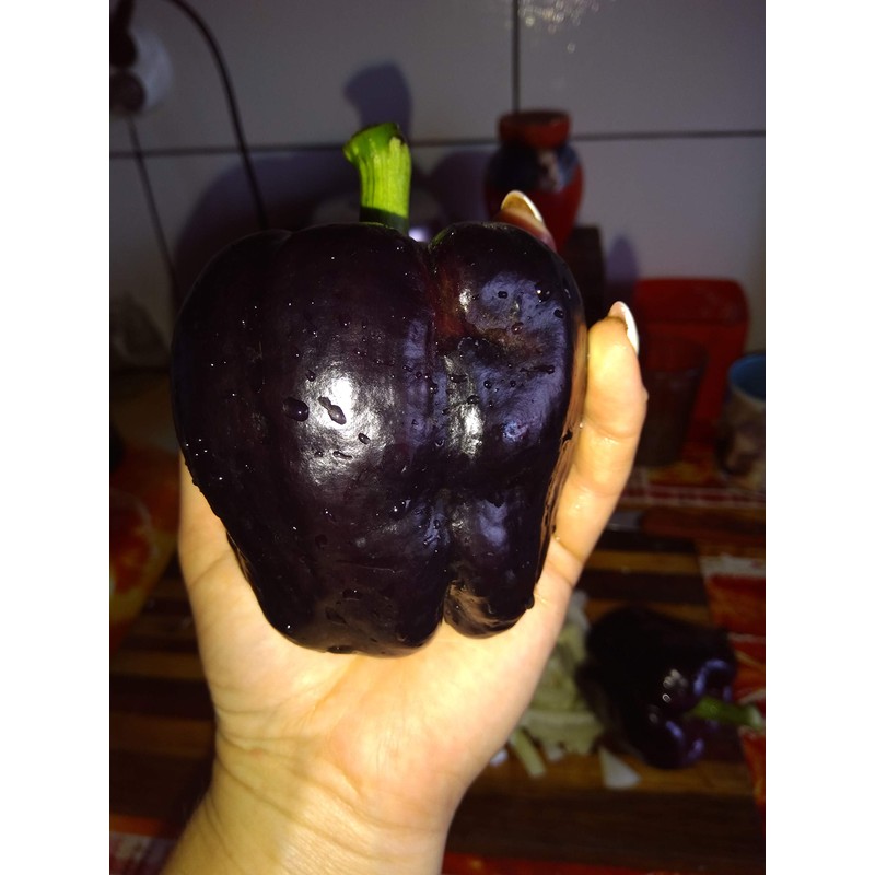 Black Sweet Bell Pepper Seeds for Planting Around 25 Seeds
