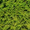 Living Moss - Fresh Sheet Moss Perfect for Terrariums and