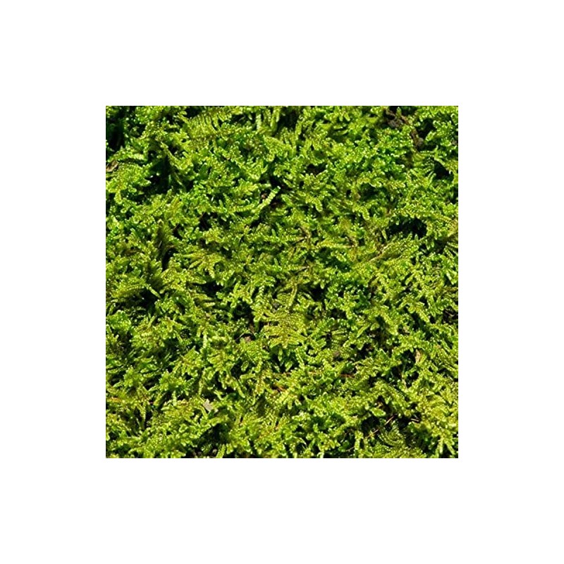 Living Moss - Fresh Sheet Moss Perfect for Terrariums and