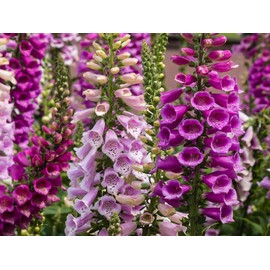 NIKA SEEDS - Seeds Flowers Purple Foxglove Digitalis Mix Perennial - 600 Seeds
