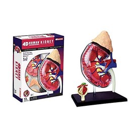 4D Master Human Anatomy Kidney Model Kit, One Color