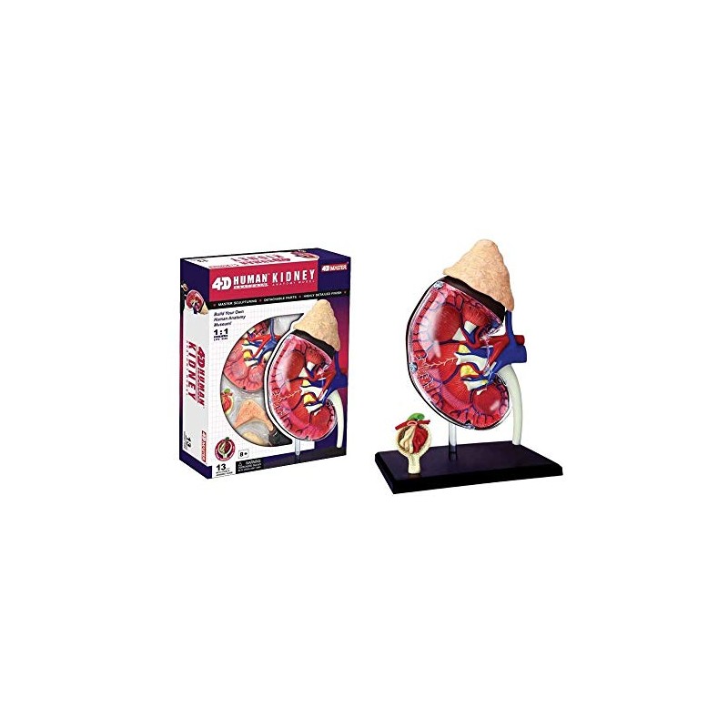 4D Master Human Anatomy Kidney Model Kit, One Color