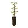 The Jonsteen Company Dawn Redwood | Medium Tree Seedling |