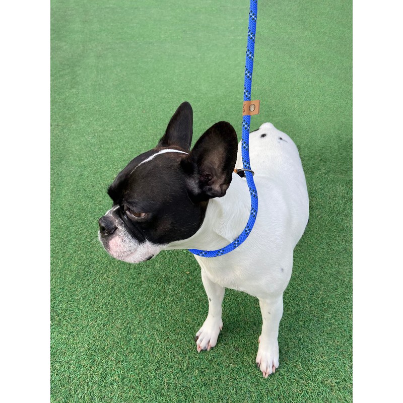 Petarea Petarea 5 FT Slip Lead Dog Leash, Heavy Duty