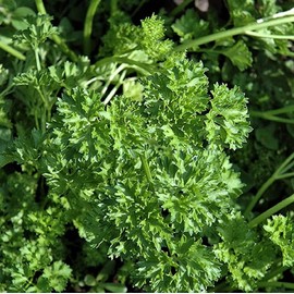 Parsley Seed, Italian Dark Green - 100 Count Seed Pack - Non-GMO - A Dark Green Version of Italian Giant with a Flavor That is Richer Than Curled Varieties. - Country Creek LLC