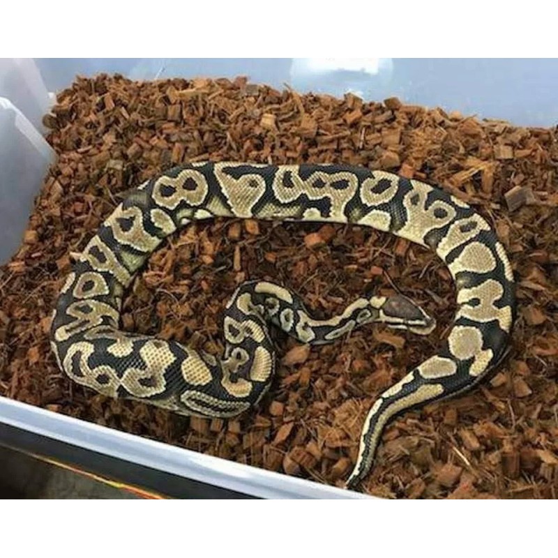 Prococo CocoChip | 3 PACK Coconut Husk | Organic Coir