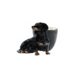 Quail Ceramics Dachshund Black/Tan Egg Cup