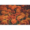 Set of 200 Assorted Flower Seed Packets! Flower Seeds in