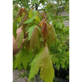 Unbranded 3 Florida Red Maple Trees 4"to"8  Live Plant Seedling ACER RUBRUM