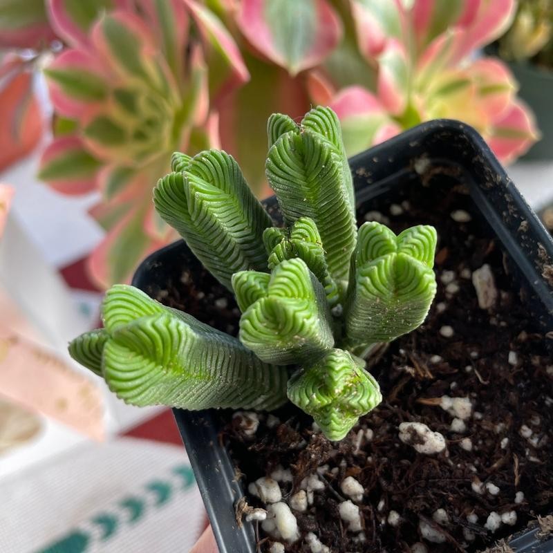 Crassula Quadrangularis (2”-2.5”), Rare Succulent Plants, Crassula Exotic, Cluster