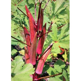 50 Red Burgundy Okra Seeds for Planting. Non GMO 3 Grams Garden Vegetable Bulk Survival
