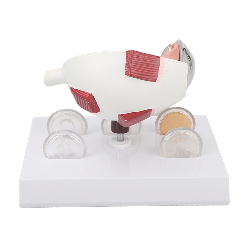 Enlarged Human Eye Anatomical Model Accurate Shows Optic Nerves Cornea