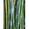 50 Wong Chuck Royal Bamboo Seeds Perennial Ornamental Seed Privacy