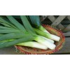 KIRA SEEDS - Seeds Leek Autumn Giant Onion - Heirloom