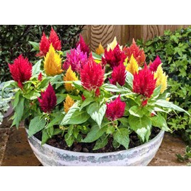 22Day Seeds: Seeds Plumed Cockscomb Mix/Celosia/Includes Variety Crested West Indian Toreador/Annual Flowers
