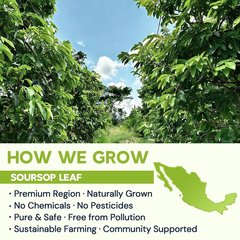 Soursop Leaf Herbal Tea (Graviola) - Caffeine & Sugar Free,