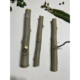 Tree 6 Organic Moringa Oleifera Cuttings. Approx 8-10 Inches Each.