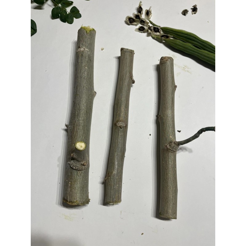 Tree 6 Organic Moringa Oleifera Cuttings. Approx 8-10 Inches Each.