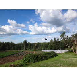 BIRD SCARER/ PEST BIRD DETERRENT