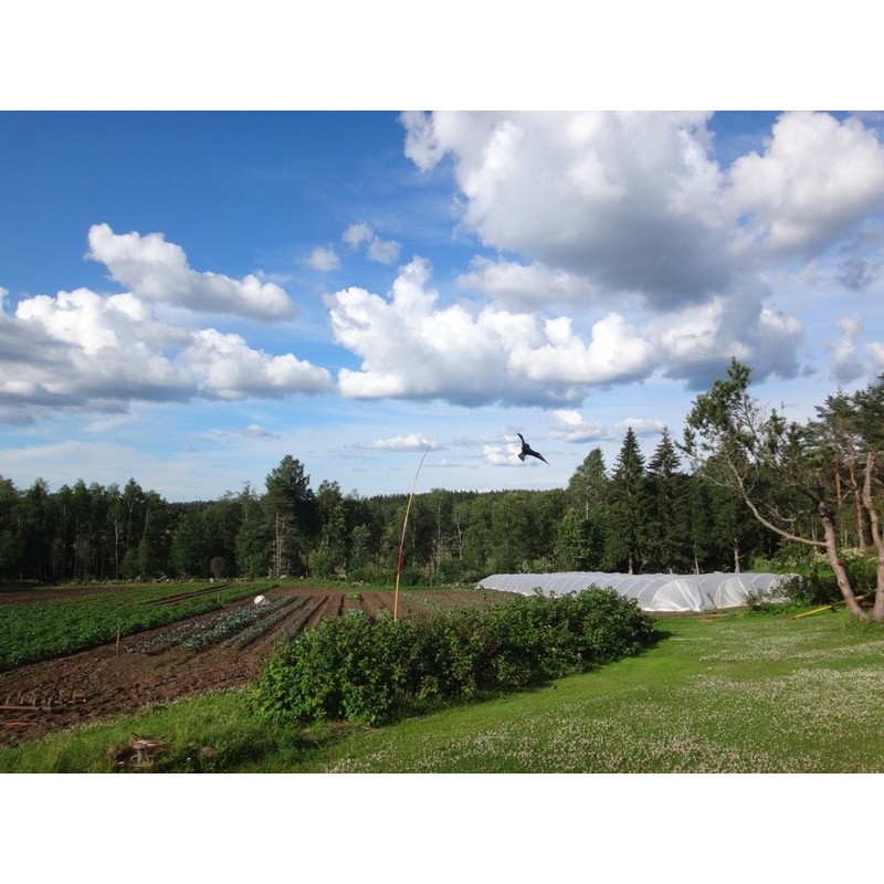 BIRD SCARER/ PEST BIRD DETERRENT