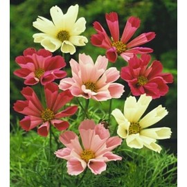 Sea Shells Cosmos, 100+ Seed Pack, Beautiful Bright 3 inch Flower, The Ray Flowers are Tubular or Cone-Shaped Rather Than Flat, Giving The Blooms an Intricate Look. Country Creek Acres