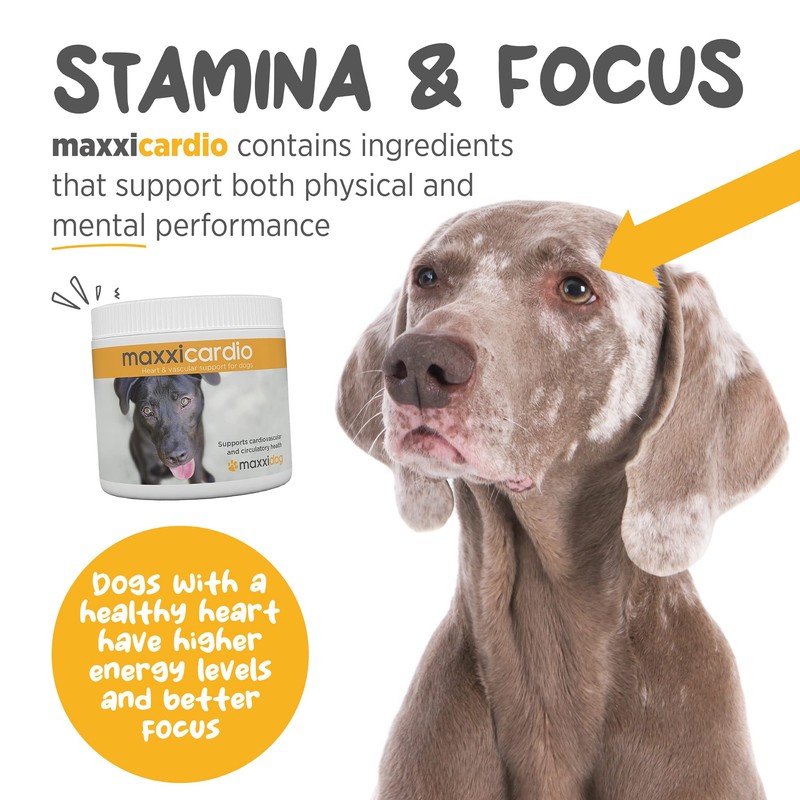 maxxipaws maxxicardio Heart and Cardiovascular Supplement for Dogs – Powder