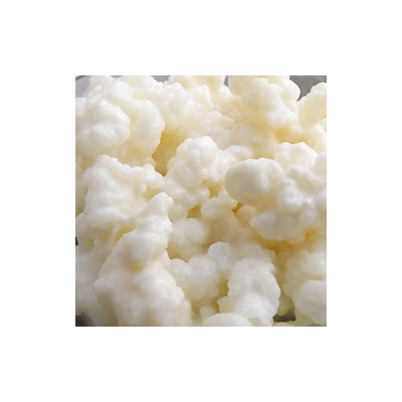 Live Milk Kefir Grains to make kefir milk drink