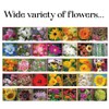 Gardeners Basics, Flower Seeds Packets for Planting 35 Individual Varieties