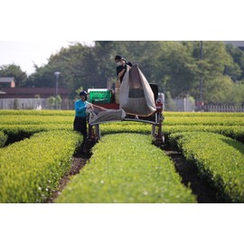 mita Sayama Tea Japanese Tea Leaves 2.1 oz (60 g)