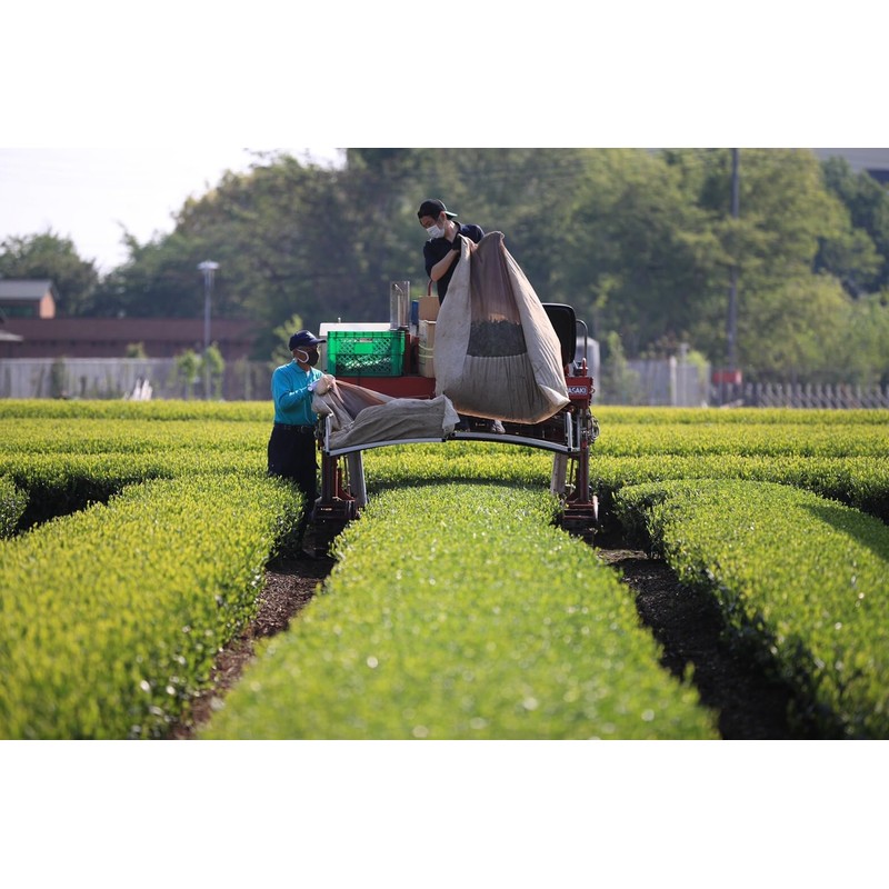 mita Sayama Tea Japanese Tea Leaves 2.1 oz (60 g)