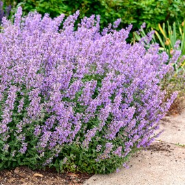 Nepeta faassenii 'Cat's Meow', Catmint, Flowering Plant, pollinator Magnet with Blue-Lavender Blooms and Refined Growth, ContainerSize: 4.5"