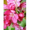 Centurion Crabapple Tree, Vibrant Pink-Red Flowering, Cold Hardy, Vibrant Reddish