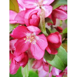 Centurion Crabapple Tree, Vibrant Pink-Red Flowering, Cold Hardy, Vibrant Reddish Foliage, 7 Gallon (Due to Agricultural Laws, we Cannot Ship to CA, AZ, AK, or HI)