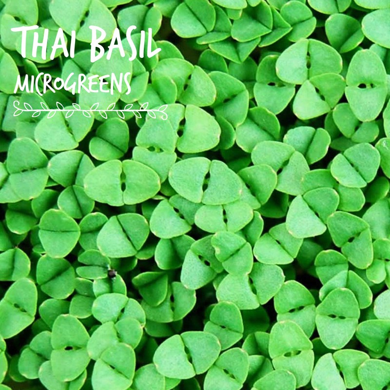 Thai Basil Seeds - Bulk Herb Seeds for Growing Microgreens,