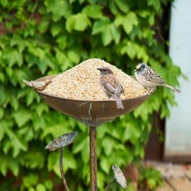 HLQMFHT Diam 11.4" W x 28.5" H Cast Iron Pedestal Bird Bath, Bird Baths for Outdoors,Vintage Metal Bird Bath Garden Yard Decoration