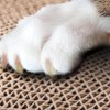 Cat Scratching Board Cat Premium Scratch Textures Cardboard Anti-Scratch Stress