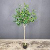 5.5ft Tall Artificial Bay Leaf Tree,Laurus Tree,Bay Tree,Laurel Tree Artificial