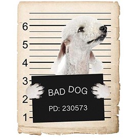 Bedlington Terrier Dog Mugshot Bad Dog Car Bumper Magnet, Magnetic for Refrigerator, Decorative Fridge, Office, Whiteboard, Kitchen, Locker Waterproof Decor, Family & Friends, 4x7 in
