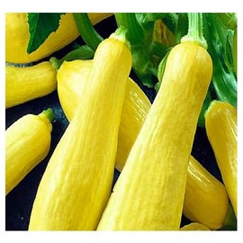 20 Straightneck Squash Seeds | Non-GMO | Fresh Garden Seeds