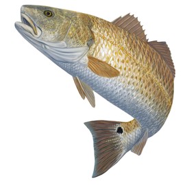 10"X9" Redfish Fishing Decals Lifelike Red Drum Fishing Stickers UV Protected Fish Stickers Dishwasher Safe Red Hot Skiff Life