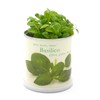 MacFlowers Flowers in a Tin - Basil/Basilico