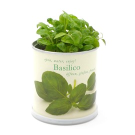 MacFlowers Flowers in a Tin - Basil/Basilico