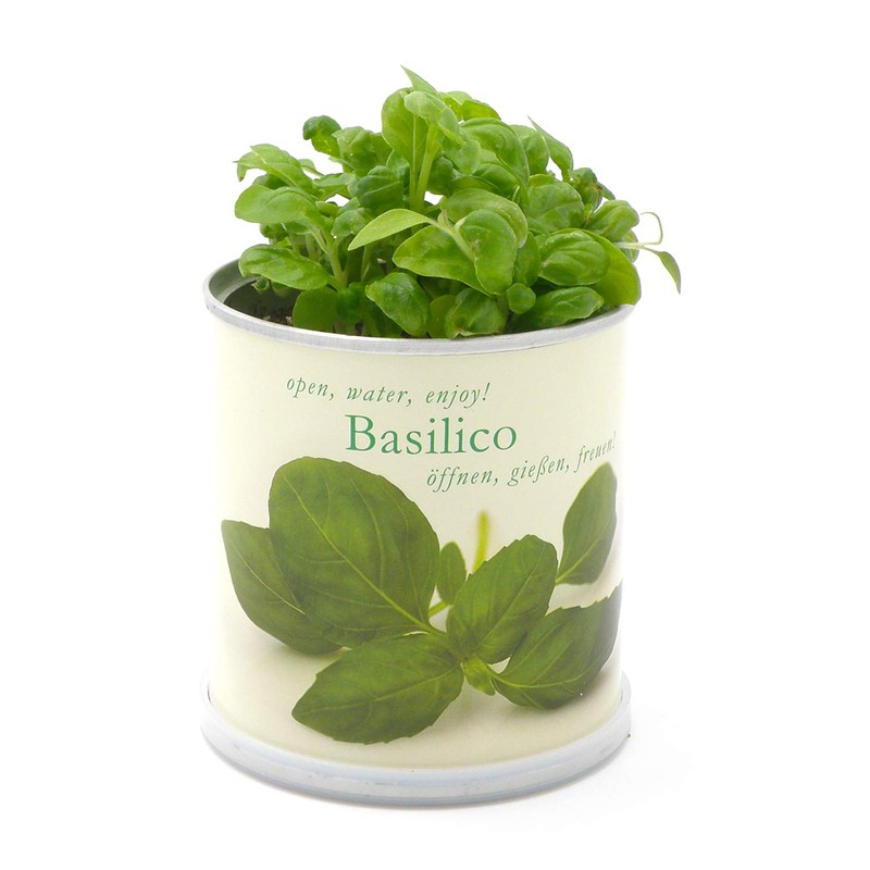 MacFlowers Flowers in a Tin - Basil/Basilico