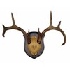 Whitetail Deer Antler Mounting Kit, Solid Wood Plaque, Includes All