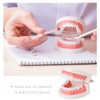 Teeth Model Dental Teaching Model Removable Denture Brushing Practice for