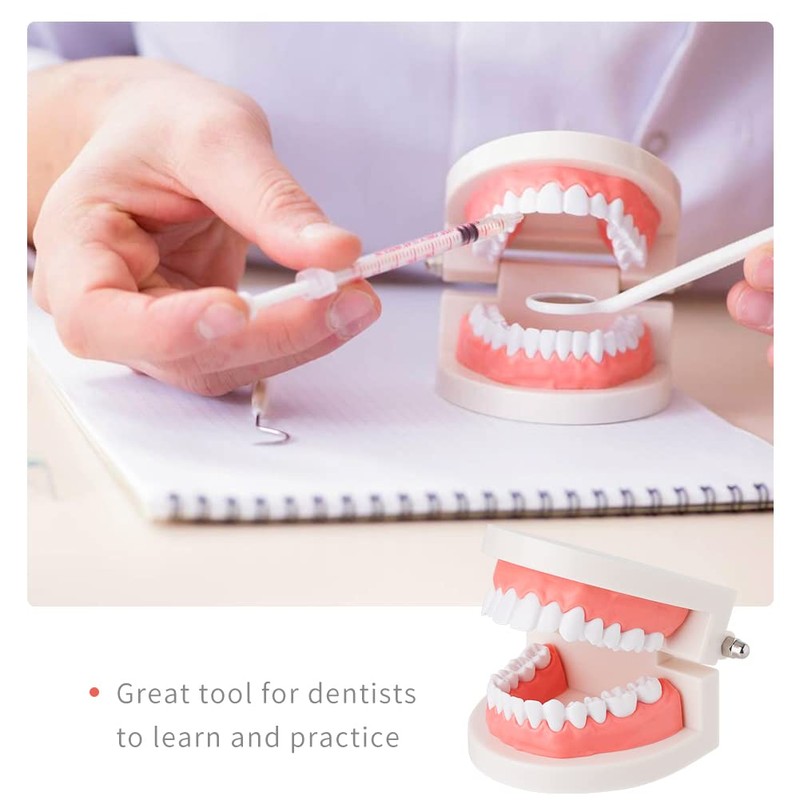 Teeth Model Dental Teaching Model Removable Denture Brushing Practice for