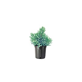 Blue Star Juniper | 1 Large Gallon Size Plant | Juniperus Squamata | Low Maintenance Blue Evergreen Groundcover