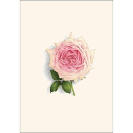 Earth Sky + Water - Rose Assortment Notecard Set - 8 Blank Cards with Envelopes (4 each of 2 styles)