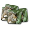 4 Set - Wild Squirrel Coaster - Nature Wildlife Animals