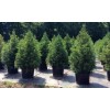 Tree 2 Cryptomeria Yoshino Japanese Cedar Trees - 6-12" Tall